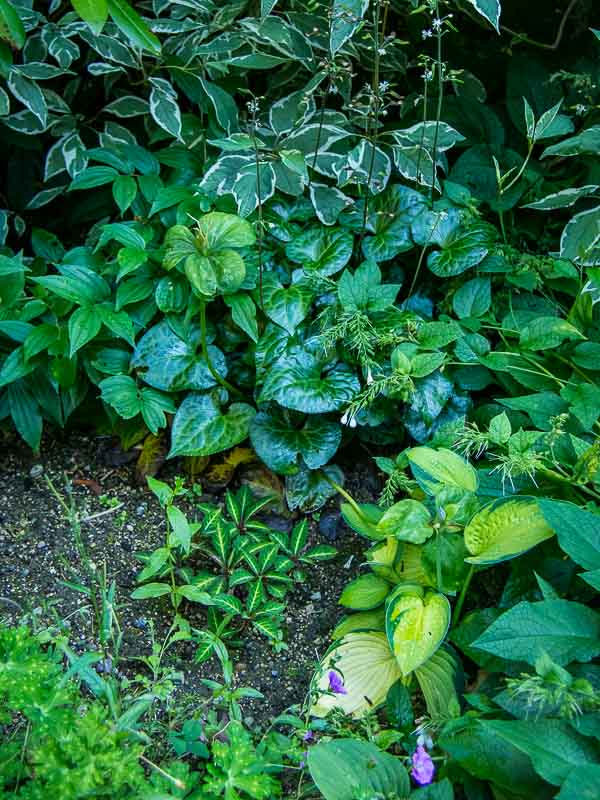 Garden Planting Service Kirkland